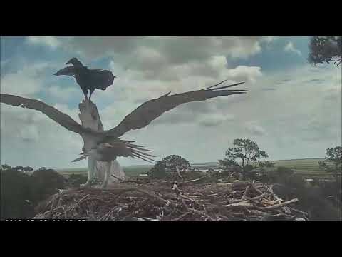 Black Vulture & Osprey visit the nest      11 16 Video 2019 07 26 134610