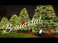 How to hang Christmas Lights on tall holly bushes and hedge rows.