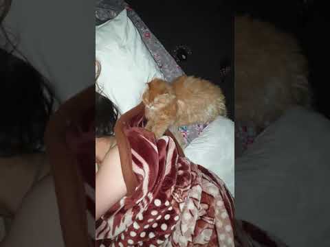 My Cat  make massage to my wife#shorts #youtubeshorts