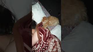 Download lagu My Cat make massage to my wife#shorts #youtubeshorts mp3 Download lagu My Cat make massage to my wife#shorts #youtubeshorts mp3
