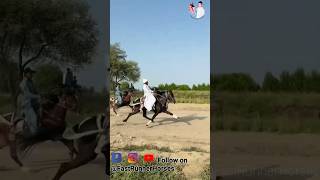 Download lagu Sindhi gait of Sindhi horse 🏇 #horseriding #horselover #sindhihorse #animal #horse #shortvideo mp3