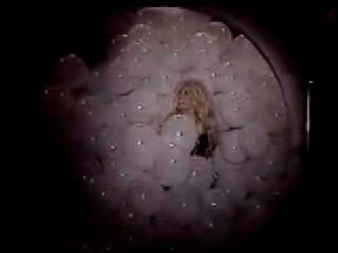 "Hola Susana" apertura 1989 canal 9