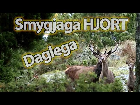 SMYGJAGA HJORT - Vart finns DAGLEGOR ?