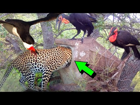 LEOPARD STEALS BABY BIRD FROM NEST | Leopard Attacks on Birds