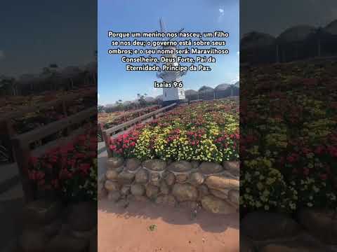 Holambra/SP, Macena Flores #holambra #saopaulo #shorts #shortsvideo #shortsvideos #macenaflores