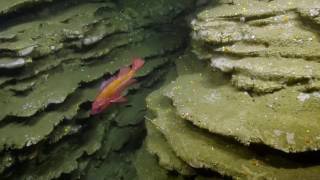 A Geologist's Dream: Steep Cliffs, Interesting Rock Faces, and "Layer Cakes" | Nautilus Live