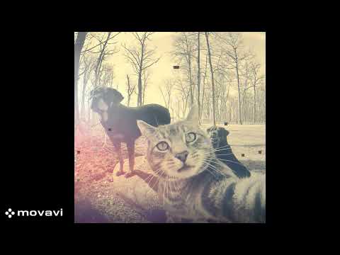 zxcursed, KUTE - LAGUNA BLADE