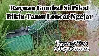 Download lagu Mikat Tikusan Alis Putih !!! Burung Alas Sampai Loncat Ngejar Kena Rayuan Pikat Si Nyai Gombal mp3