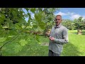 London Plane Tree