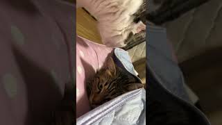 何か企む猫たち