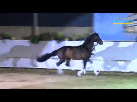 Acordelli Birkhof-Hengstvorstellung 2020