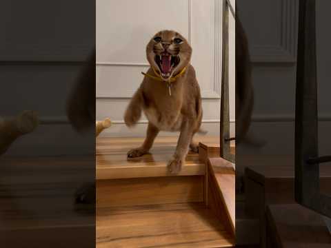 Fatal encounter with Pumba☠️