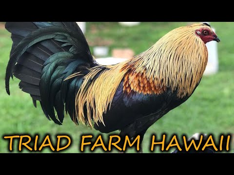 QUALITY !! Beautiful Birds Grey Bates Hennie Triad Farm Hawaii - Farm Visit