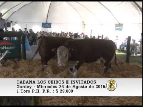 26-08-15 Venta de Toros P.C. y P.R. - Cabaña Los Ceibos - Gardey.