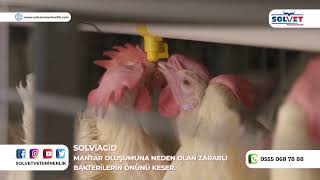 Kanatlı Hayvanlarınızı İshalden Kurtarın! SOLVIACID / Solvet Veteriner