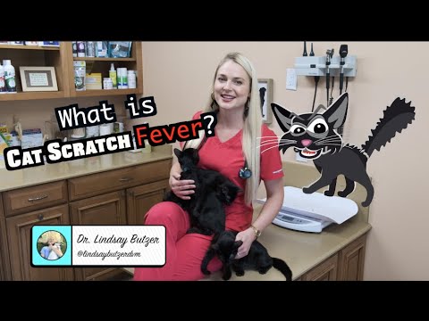 What is Cat Scratch Fever? | CONTAGIOUS TO HUMANS