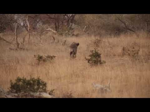 Djuma: Lone Hyena passing through - 05:50 - 08/26/19