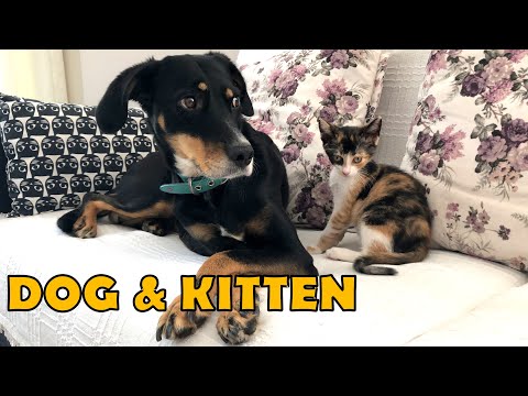 Can cats and dogs get along?