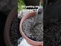 DIY potting mix using pumice