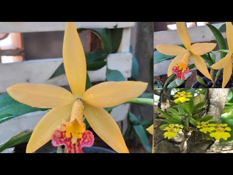 BRASSOCATTLEYA BELÍSSIMA