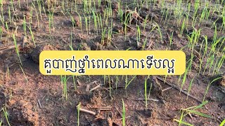 វិធីកម្ចាត់ស្មៅ ដែលល្អបំផុត គឺ ចន្លោះ ១២ ទៅ ១៥ថ្ងៃ