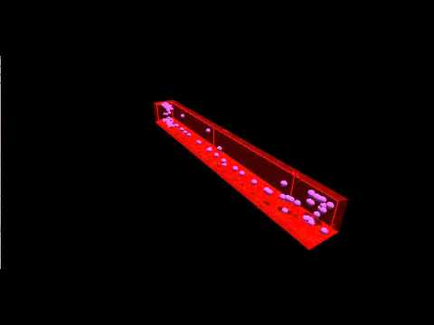 Development of the Caenorhabditis elegans nervous system