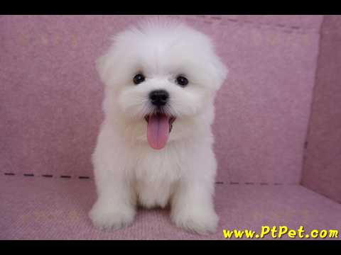 07/26迷你型馬爾濟斯公幼犬1號(台北大同)