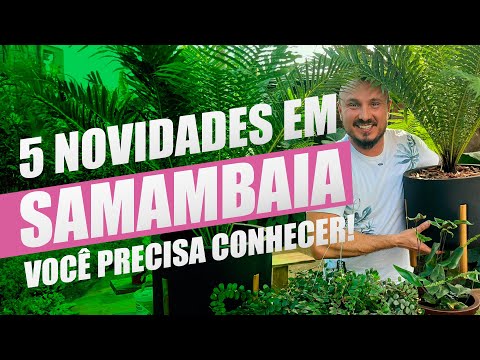 As 5 Melhores Novidades em Samambaias que Você Precisa Conhecer
