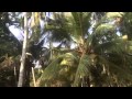 Wind in the coconut trees - Hilde Orens Wind in the coconut trees