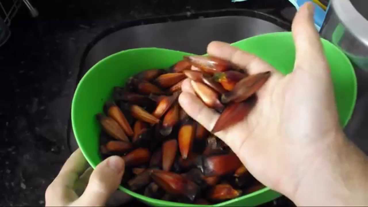 Como cozinhar pinhão na panela de pressão