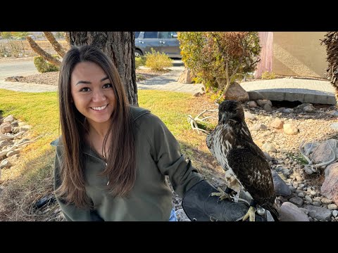 Hunting With a Red Tailed Hawk - FALCONRY