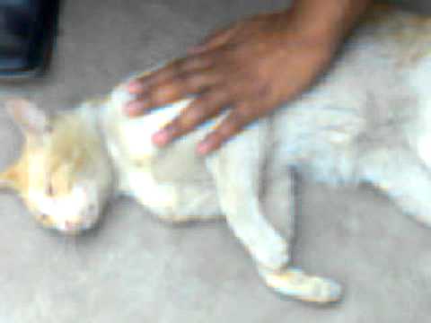 Qasim play with Cute Cat in ISP