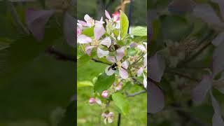 Bee on the apple blossoms
