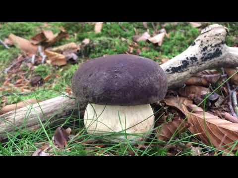 Recolectas 2019. Boletus, russulas, pleurotus eringii.