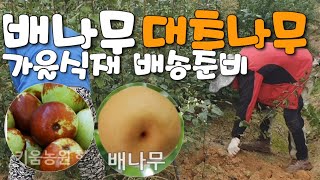 배나무 대추나무묘목 식재시기얼마안남았네요 배송위한 일부작업