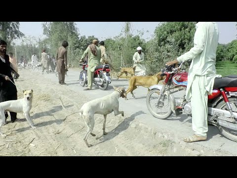 Hog hunting with dogs | Malik Mustafa khar dara | wild boar hunting in punjab Pakistan 2022