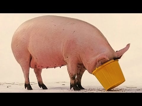 Vj Dominion - Wybory