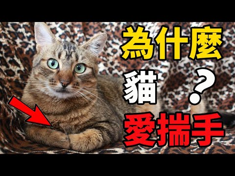 揣意思