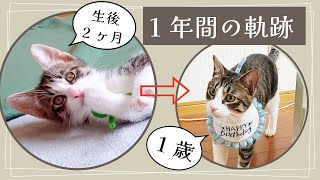 【猫初心者🔰に育てられた保護子猫の一年間の歩み】#保護猫 #猫 #猫のいる暮らし #猫動画 #ネコ #ねこ #ねこのいる生活 #子猫 #成猫 #多頭飼い #ペット #動物 #cat #pets 
