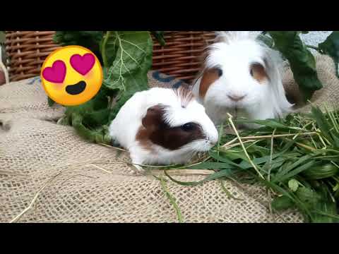 Welche und wieviele Vögel leben in unserer Voliere