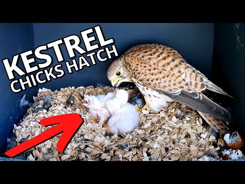 Precious Moment when Four Kestrel Eggs Hatch