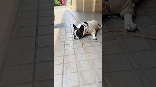 フレブルと休憩しながらのお散歩楽しみました♪