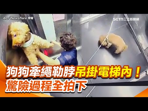 狗狗牽繩勒脖吊掛電梯內！主人未注意牽繩釀意外 牠張大嘴喘氣無助待救援 驚險一幕全拍下｜三立新聞網 SETN.com