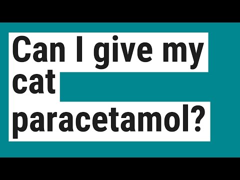 Can I give my cat paracetamol?