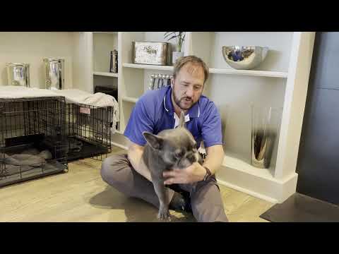 Bowie and Wizard's Roadmap to Success