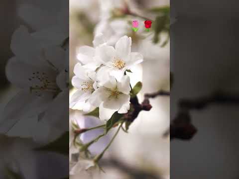 flower 🌹🌼 #roblox