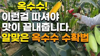 이런 옥수수를 따야 맛이 끝내줍니다. 지금 알맞게 수확해보세요 - 옥수수재배 옥수수농사 옥수수맛있게삶는법