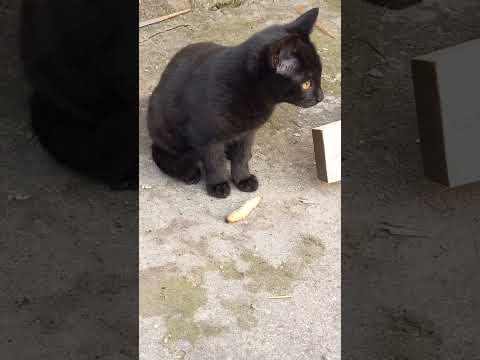 Masna igračka & black panther🐈‍⬛🐈‍⬛❤️❤️❤️