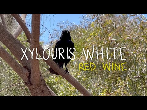 Xylouris White "Red Wine" (Official Music Video)