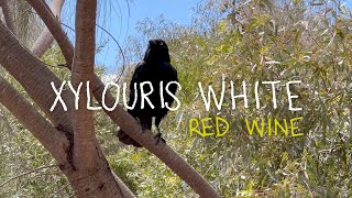 Xylouris White – “Red Wine”